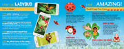 Madd Capp Puzzles – I Am Lil' Ladybug Jigsaw Puzzle | 100 Pieces – educational Fun Facts insert