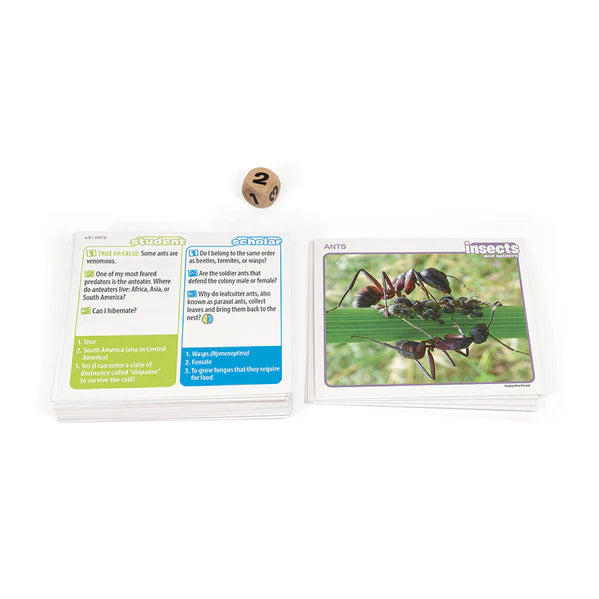 Outset Media - Professor Noggin's (Insects and Spiders)