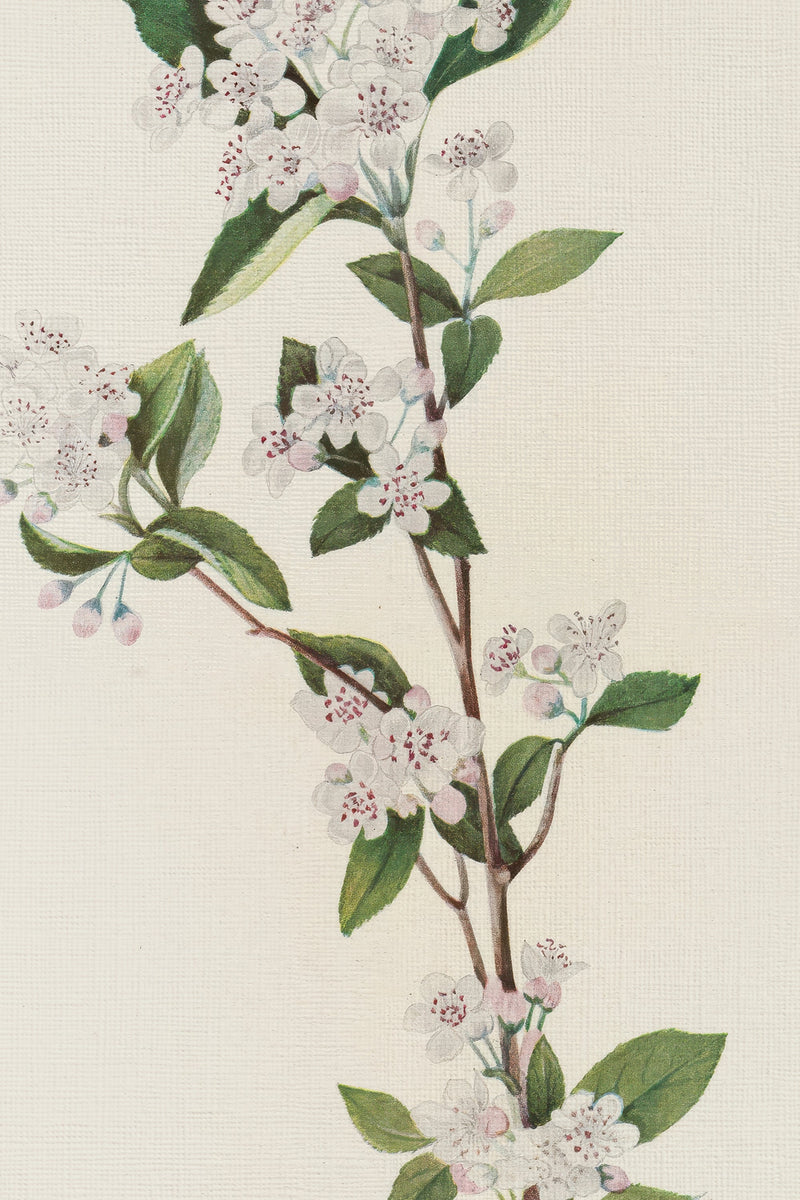 BRANCHE D'ÉPOQUE, CADRE VINTAGE ARGENT