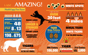 Madd Capp Puzzles – I Am Tiger Jigsaw Puzzle | 300 Pieces – educational Fun Facts insert