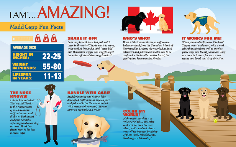 Madd Capp Puzzles – I Am Lab Jigsaw Puzzle | 550 Pieces – educational Fun Facts insert