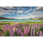 PZ1500: LUPINS AT LAKE TEKAPO