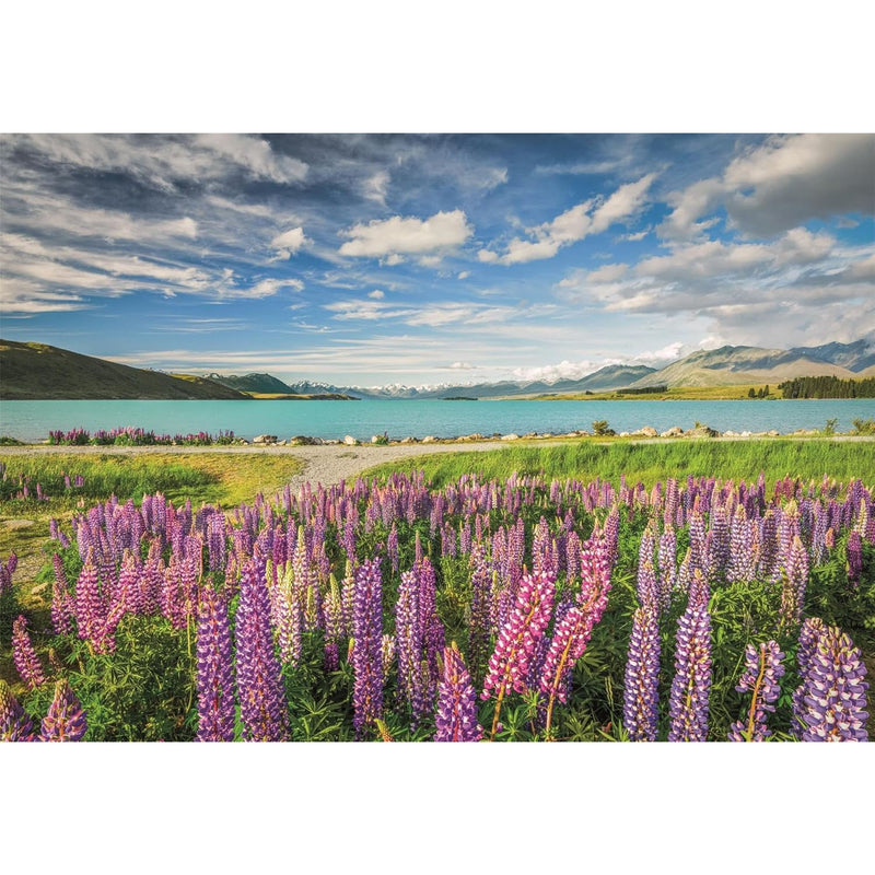 PZ1500: LUPINS AT LAKE TEKAPO