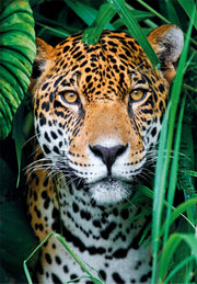 PZ500: JAGUAR IN THE JUNGLE
