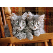PZ500: KITTENS