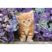 PZ500: GINGER CAT