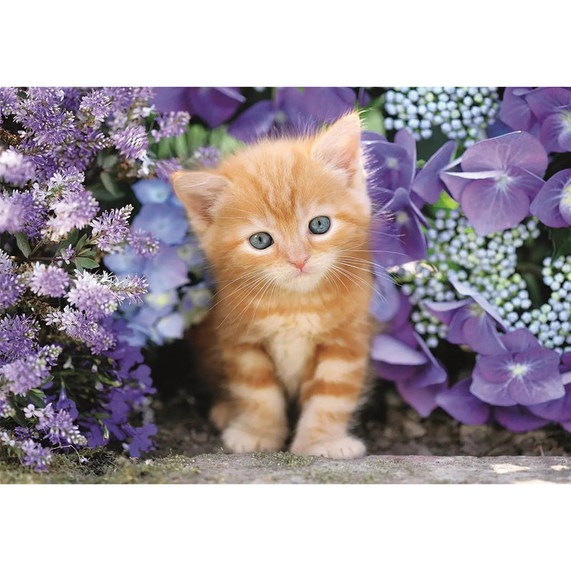 PZ500: GINGER CAT