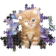 PZ500: GINGER CAT