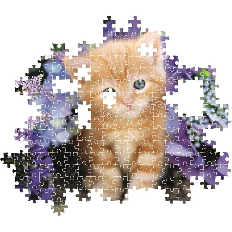 PZ500: GINGER CAT