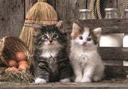 PZ1000: LOVELY KITTENS