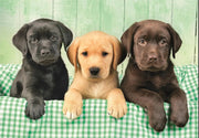 PZ1000:THREE LABS