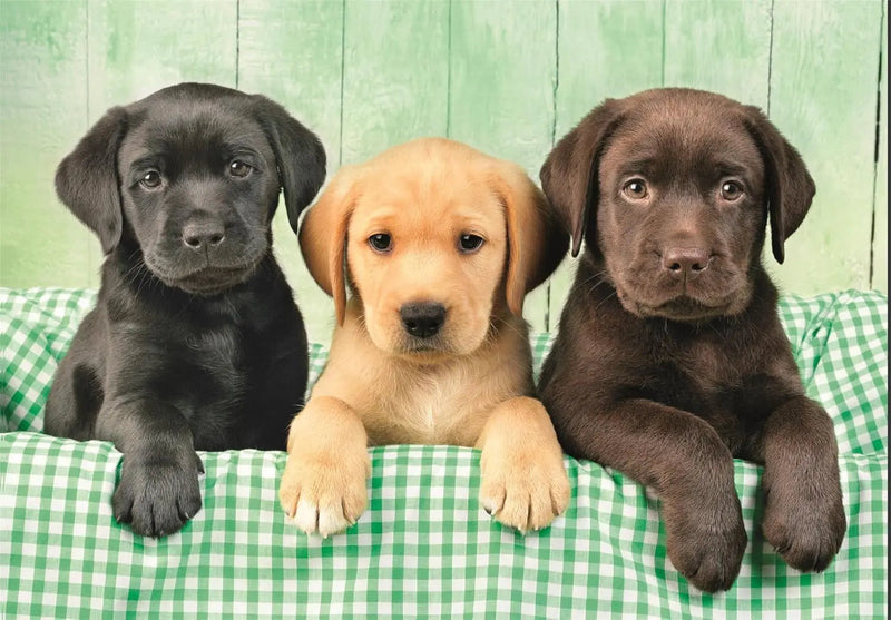 PZ1000:THREE LABS