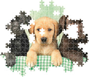 PZ1000:THREE LABS