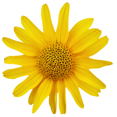 BCL Spa - Sugar Scrub Natural Remedy Arnica + Aloe