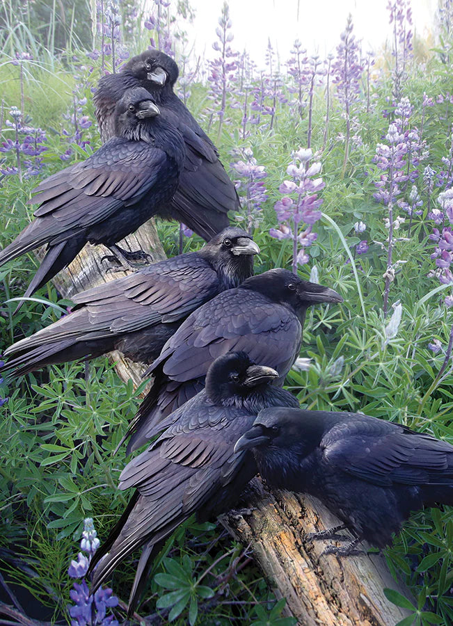 Cobble Hill - Raven Rendezvous (1000 Pc Puzzle)