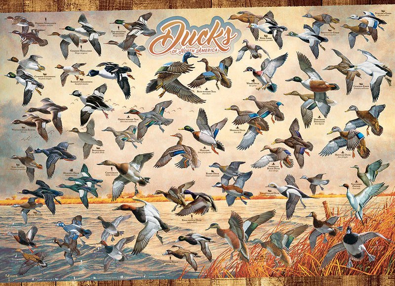 Cobble Hill - Ducks of North America (1000 Pc Puzzle)