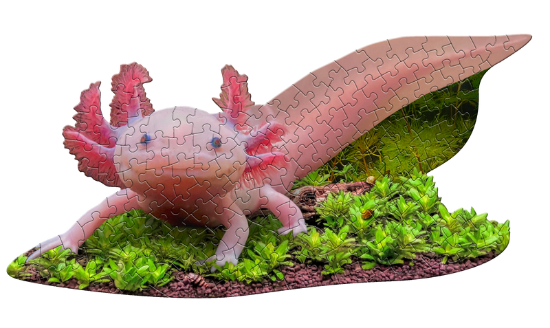 Madd Capp Puzzles – I Am Lil' Axolotl Jigsaw Puzzle | 100 Pieces – completed puzzle