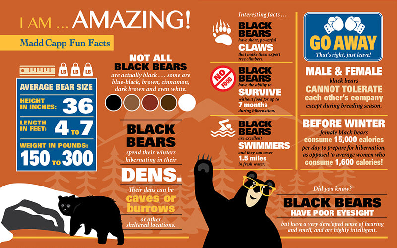 Madd Capp Puzzles – I Am Bear Jigsaw Puzzle | 586 Pieces – educational Fun Facts insert