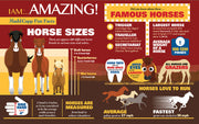 Madd Capp Puzzles – I Am Horse Jigsaw Puzzle | 550 Pieces – educational Fun Facts insert