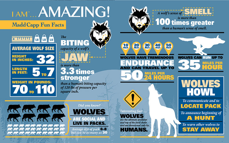 Madd Capp Puzzles – I Am Wolf Jigsaw Puzzle | 535 Pieces – educational Fun Facts insert