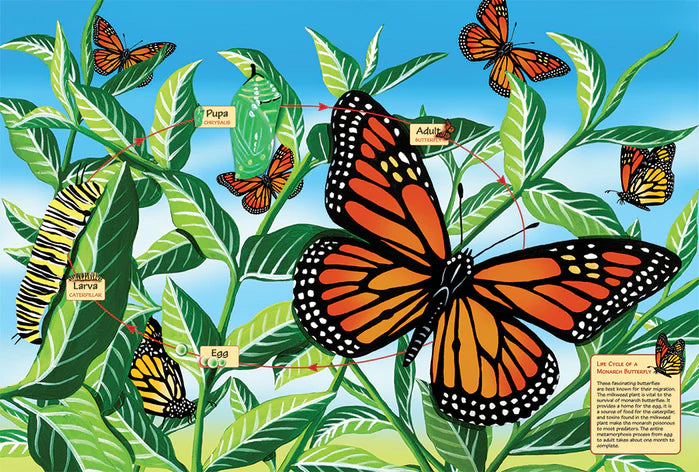 Cobble Hill - Life Cycle of A Monarch Butterfly (1000 Pc Puzzle)