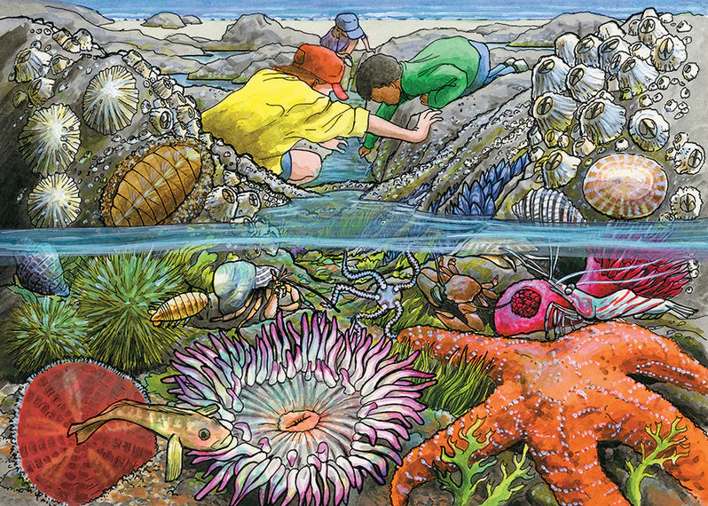 Cobble Hill - 35 Piece Tray Puzzle - Exploring the Seashore