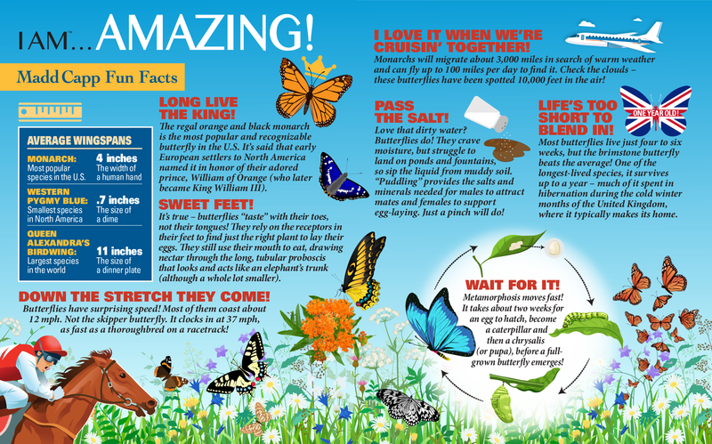 Madd Capp Puzzles – I Am Butterfly Jigsaw Puzzle | 300 Pieces – educational Fun Facts insert
