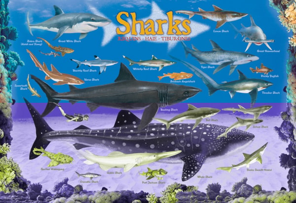 Eurographics - Sharks (100-Piece Puzzle)
