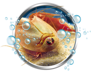 MES PREMIERS TRIOPS