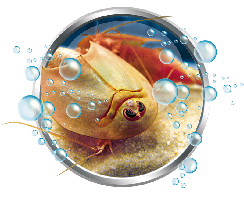 MES PREMIERS TRIOPS