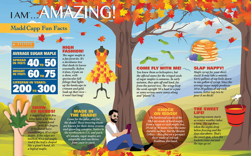 Madd Capp Puzzles – I Am Sugar Maple Jigsaw Puzzle | 1000 Pieces – educational Fun Facts insert