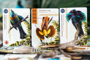OISEAUX DE PARADIS