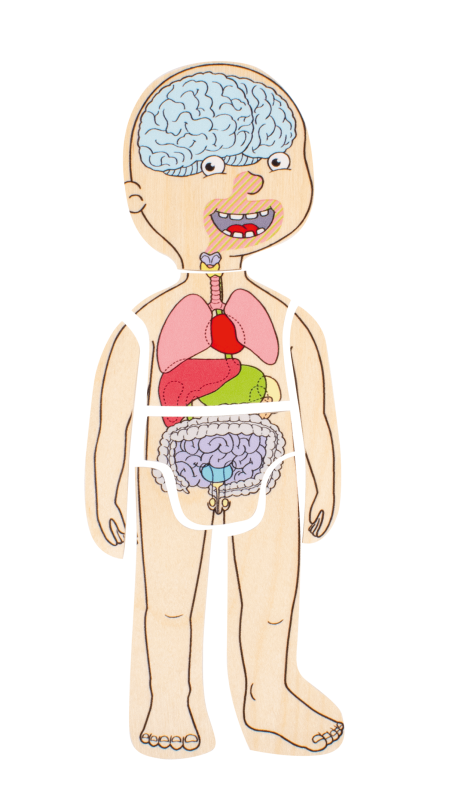 Beleduc - Body Puzzle - Boy - Limolin 
