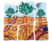 Beleduc - Layer Puzzle - Carrot - Limolin 