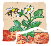 Beleduc - Layer Puzzle - Strawberry - Limolin 