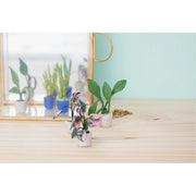 Cernit Polymer Clay Starter Kit – Mini Plants