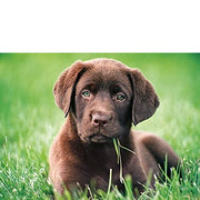 Clementoni - 500-Piece Puzzle (Chiot Chocolat) - Limolin 