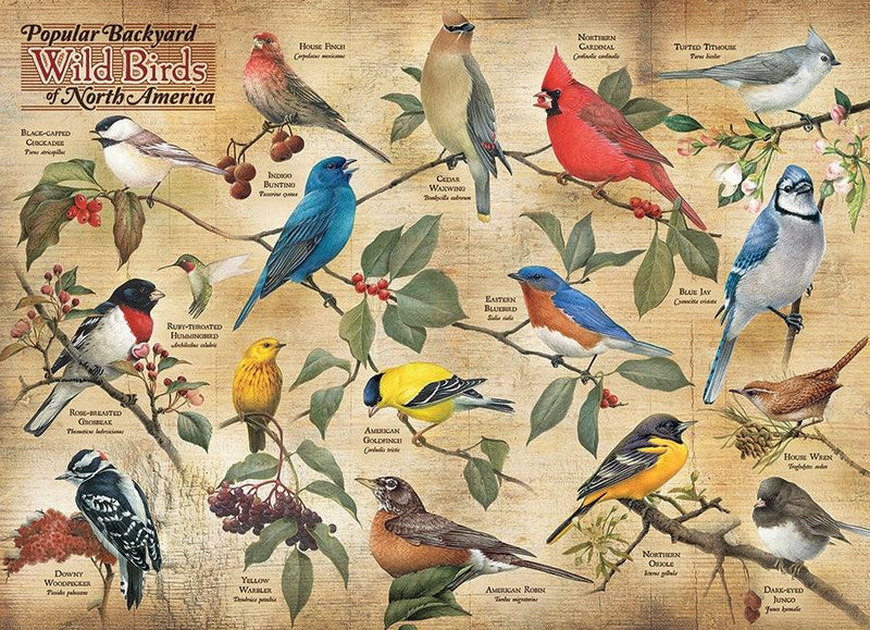 Cobble Hill - Popular Backyard Wild Birds of NA (1000-Piece Puzzle) - Limolin 