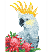 White Cockatoo & Warathas 59X49