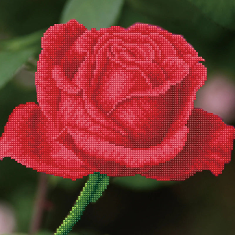 Rose Bud 38.5x38.5