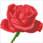Rose Bud 38.5x38.5
