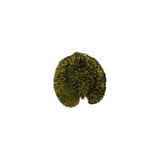 Costa Nova - Riviera Forets Alchemille Leaf