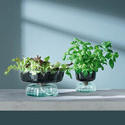 LSA - Canopy Self Watering Planter H13 cm Clear / Part Optic