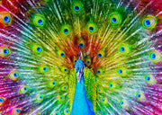 ENJOY - Colorful Peacock (1000-Piece Puzzle) - Limolin 