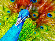 ENJOY - Colorful Peacock (1000-Piece Puzzle) - Limolin 