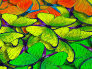 ENJOY - Rainbow Butterflies (1000-Piece Puzzle) - Limolin 