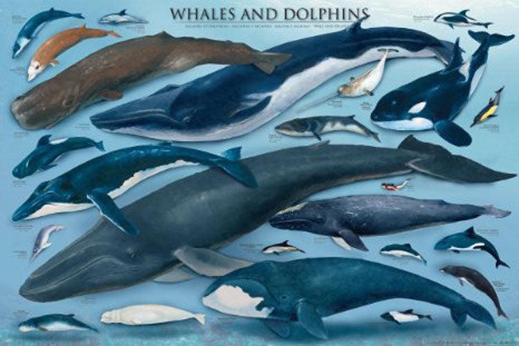 Eurographics - Whales & Dolphins (1000-Piece Puzzle) - Limolin 