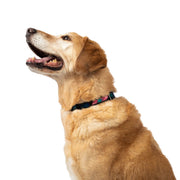 LUG - Fetch Pet Collar and Leash Set