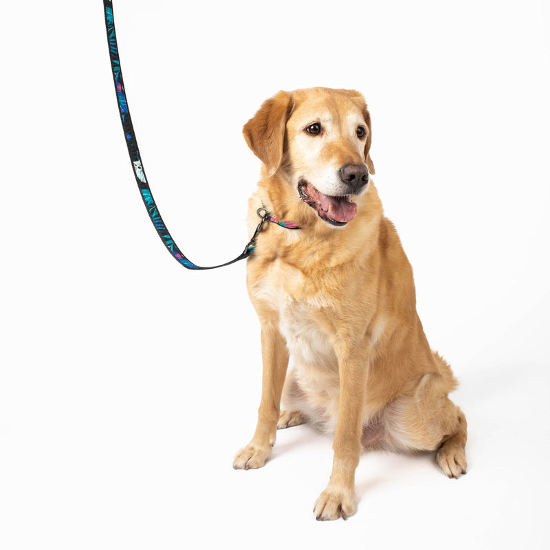 LUG - Fetch Pet Collar and Leash Set