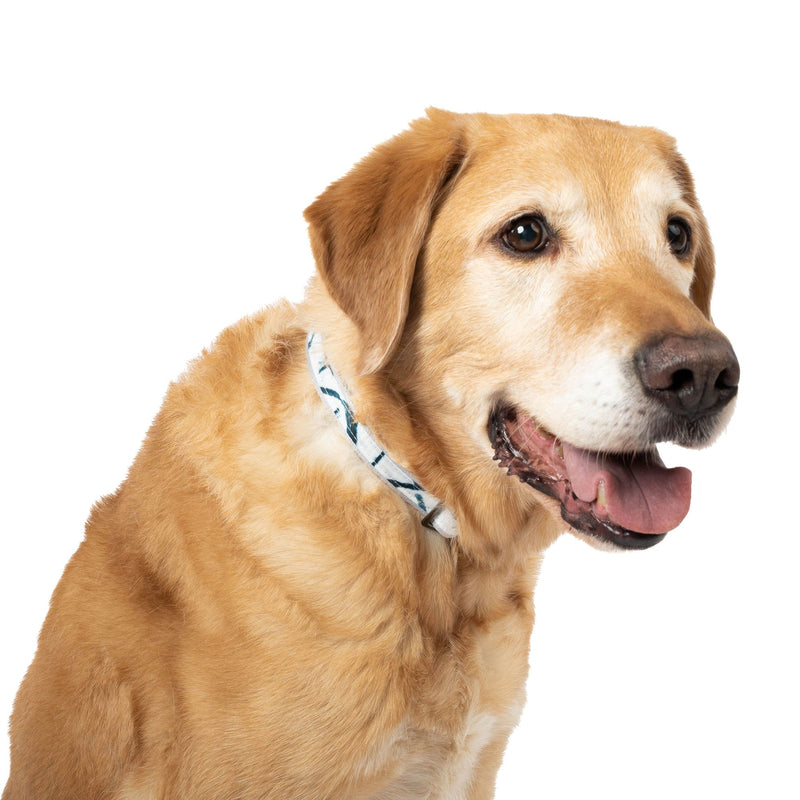 LUG - Fetch Pet Collar and Leash Set